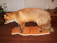 Чучело лисиці на повний зріст