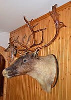Голова (чучоло) оленя на стіну