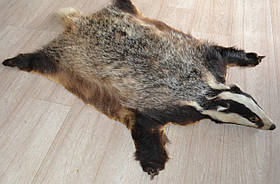 Шкура борсука