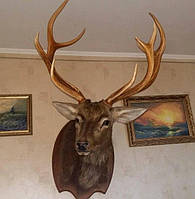 Голова (чучоло) оленя на стіну