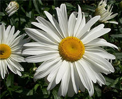 Ромашка біла - нив'яник з грунту