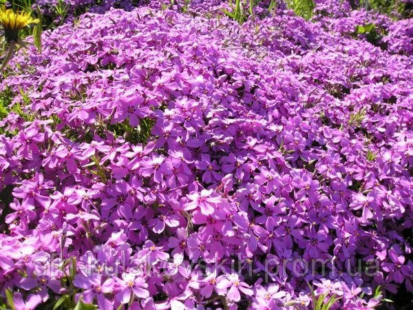 Флокс шиловидный розовый Р9 - купить по лучшей цене в Днепропетровской ...