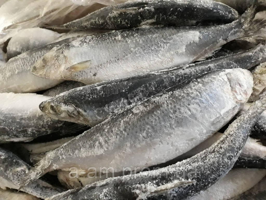 Сельдь заморожена, Ісландія