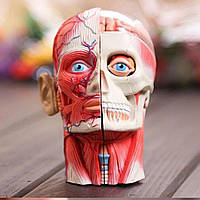 Модель человеческой головы разборная (анатомия черепа)