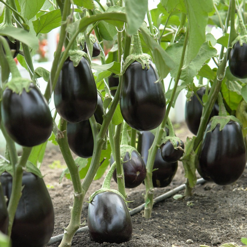 Сара F1 (500 нас.) насіння баклажану Cora Seeds, фото 1