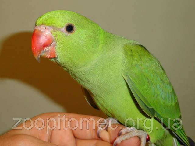 Резеңке қуыршақтағы порно спермы