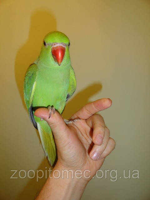Ожереловый попугай зеленый (Psittacula krameri) из питомника. - фото 4 - id-p4695034