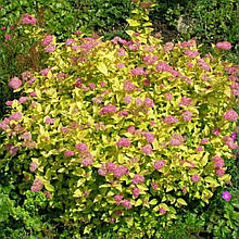 Таволга, спірея японська, Spiraea japonica "Golden Princess", 40 см