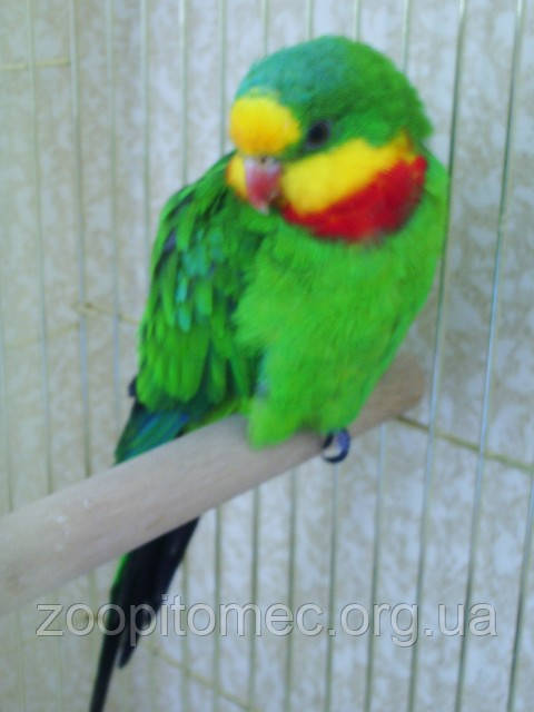 Роскошный барабандов, щитовидный попугай (Polytelis swainsonii) - фото 2 - id-p4695066