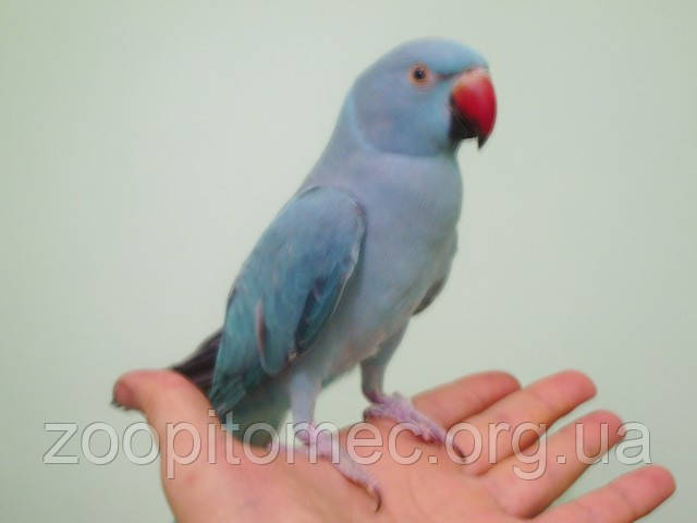 Мен үстел астындағы оның клиторын жалай бастадым.