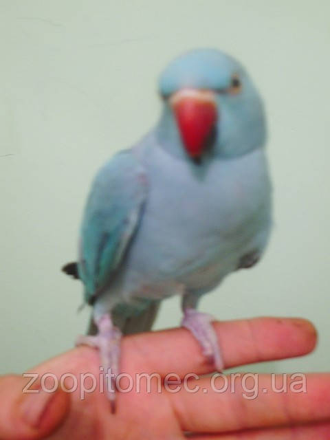 Ожереловый Кольчатый попугай голубого (синего) окраса - фото 4 - id-p4876393