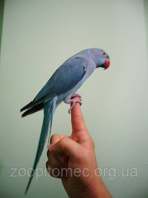 Ожереловый Кольчатый попугай голубого (синего) окраса - фото 6 - id-p4876393