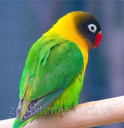 Неразлучник Масковый попугай зеленый (Agapornis personatus) - фото 3 - id-p4695084
