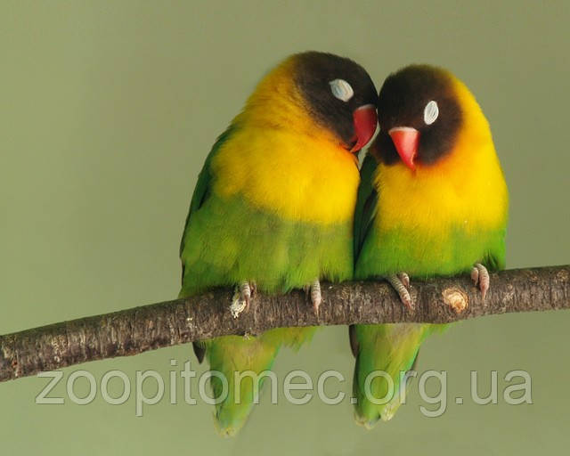 Неразлучник Масковый попугай зеленый (Agapornis personatus) - фото 4 - id-p4695084