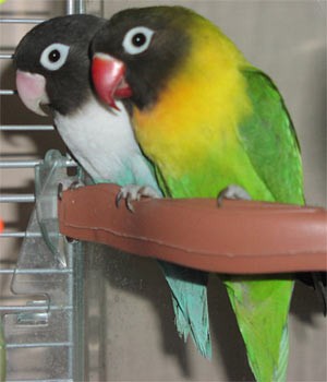 Неразлучник Масковый попугай зеленый (Agapornis personatus) - фото 7 - id-p4695084