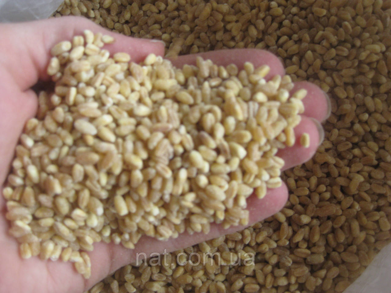 Крупа пшеничная (ярая) ОРГАНИЧЕСКАЯ, в/с, 500 г - фото 3 - id-p64425444