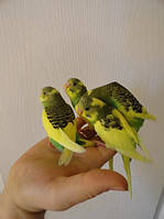 Хвилястий папуга (Melopsittacus undulatus) домашнього розведення.