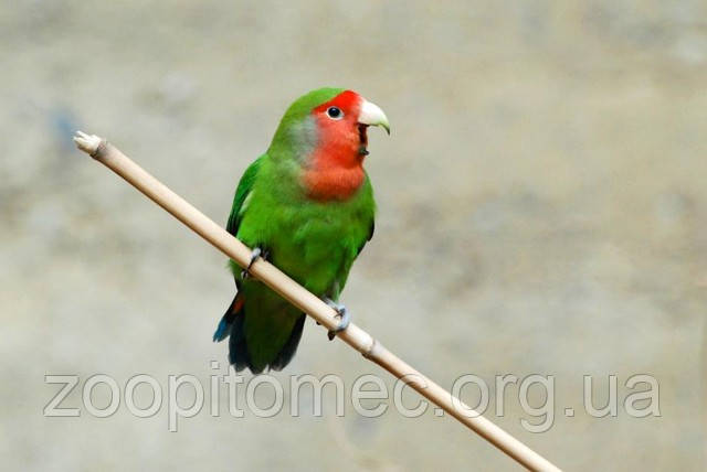 Неразлучник попугай Розовощекий зеленый (Agapomis roseicollis) - фото 5 - id-p4874877