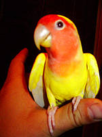 Неразлучник папуга Рожевощокий жовтий