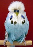 Виставковий хвилястий папуга Чех, фото 3