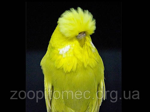 Выставочный волнистый попугай Чех - фото 5 - id-p4876445