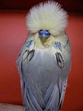 Виставковий хвилястий папуга Чех, фото 6