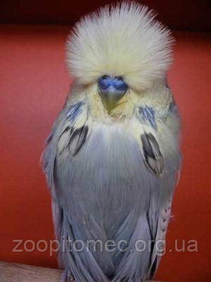 Выставочный волнистый попугай Чех - фото 6 - id-p4876445