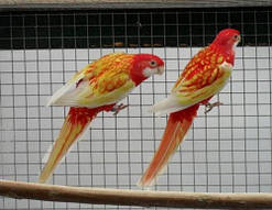 Розелла рубінова папуга (Platycercus elegans)