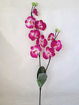 Орхідея фаленопсис для заливки і композицій велика, фото 3