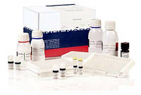 Ingezim PRRS Universal. Тест-система для серодіагностики специфічних антитіл до вірусу РРС методом ІФА.
