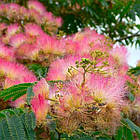 Саджанці Альбіції ленкоранської або ленкоранська акація (Albizia julibrissin), фото 3