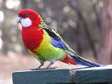 Папуга Розелла строката (рід Platycercus), фото 3
