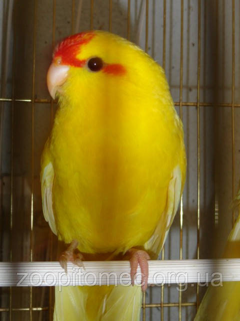 Новозеландский попугай Какарик (Cyanoramphus novaezelandiae) Желтого цвета - фото 6 - id-p4876256