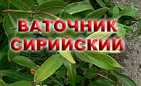 Ватчник Сірійський