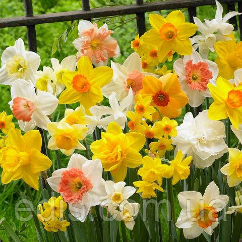 Колекція нарцисів 9 сортів, 9 цибулин