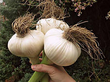 Рокамболь Яничар 1кг