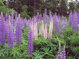 Насіння Люпина 1 кг, фото 1