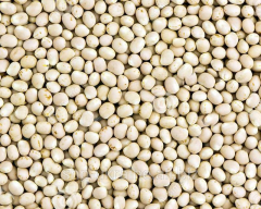 Насіння люпину