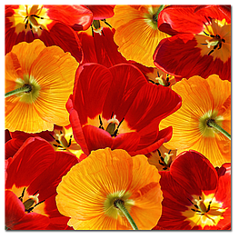 Картина на склі "Червоні і помаранчеві тюльпани"