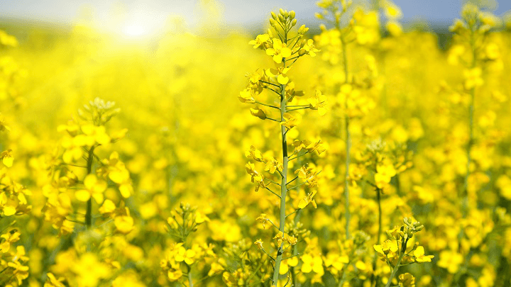 Ріпак, фото 1