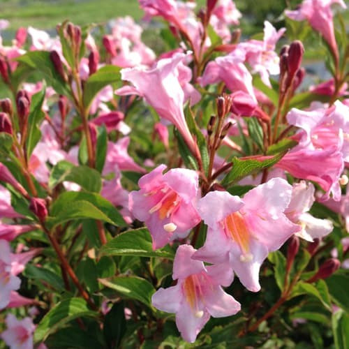 Саджанці вейгели квітучої Princess Pink, фото 1