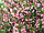 Саджанці вейгели квітучої Princess Pink, фото 3