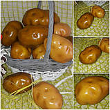 Картопля штучна муляж  h-10см 30\23 грн (ціна за 1 шт.+7 грн.), фото 5