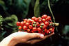 GUARANA (Гуарана), фото 3