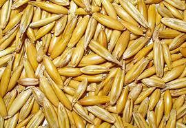 Насіння Вівса Нептун