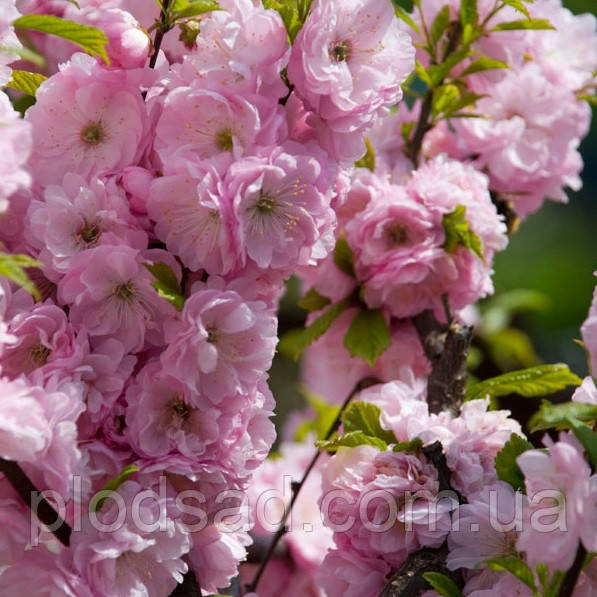 Мигдаль декоративний