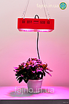Світлодіодні фитосветильники - найкращий джерело штучного світла для рослин