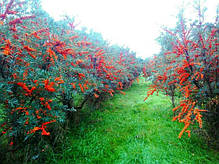 Саджанці обліпихи жіночої сорт Лейкора (Leikora) 2 річні, конт. 2 л, фото 4