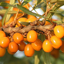 Саджанці обліпихи жіночої сорт Лейкора (Leikora) 2 річні, конт. 2 л, фото 3