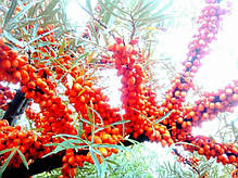 Саджанці обліпихи жіночої сорт Лейкора (Leikora) 2 річні, конт. 2 л, фото 5